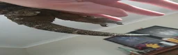 Gecko reptiles for sale: CB23 nuu ana leachianus gecko  - Advert 8