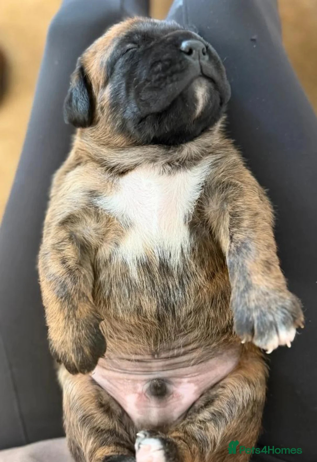 Boxer dogs for sale:  Beautiful Boxer Puppies  in Bristol - Advert 2