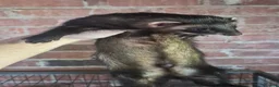 Ferret rodents for sale: Ferrets European polecat hob and polecat jill  - Advert 3