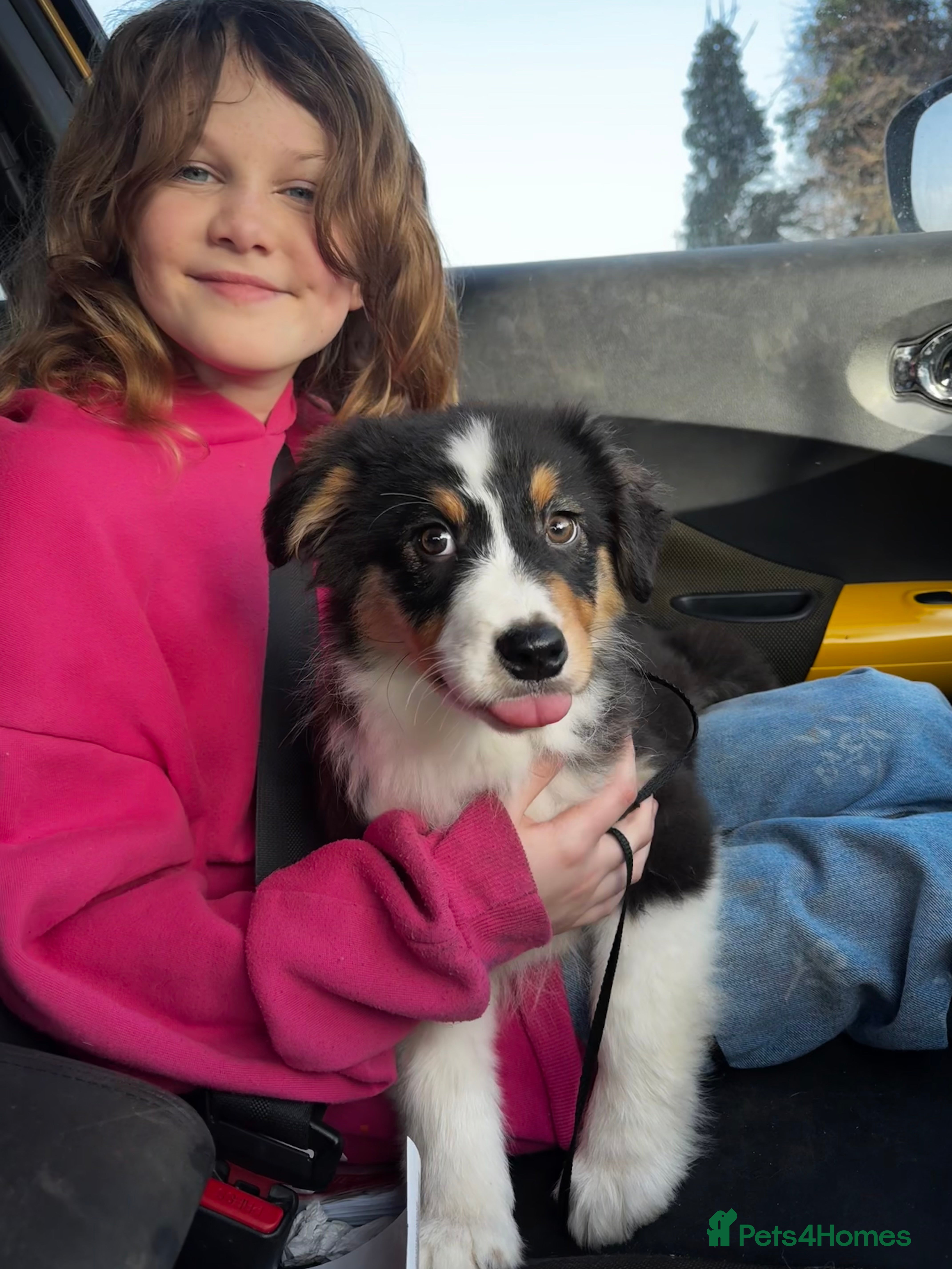 Australian Shepherd dogs Fully health tested KC registered Aussie shepherd - Advert 4