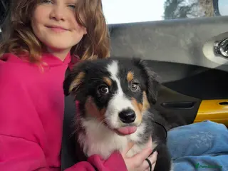 Australian Shepherd dogs Fully health tested KC registered Aussie shepherd - Advert 4