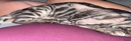Bengal cats for sale: Last stunning boy TICA REGISTERED  - Advert 17