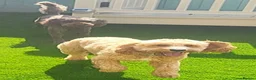 Cockapoo dogs for sale: Cockapoo puppies - Advert 9