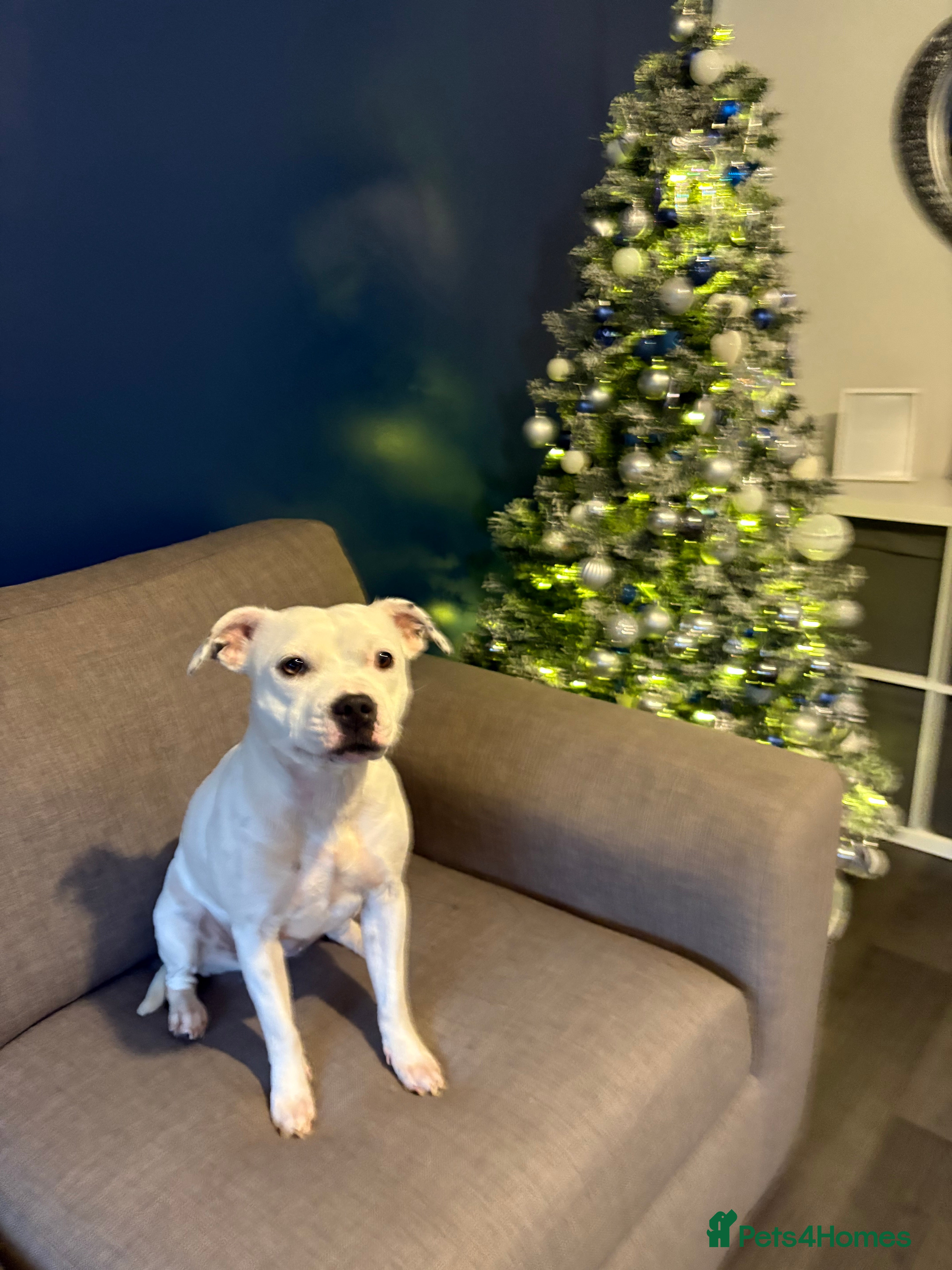 Staffordshire Bull Terrier dogs White Staffordshire bull terrier - Advert 5