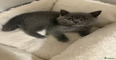British Shorthair cats Stunning BSH furry babies one female available  - Advert 9