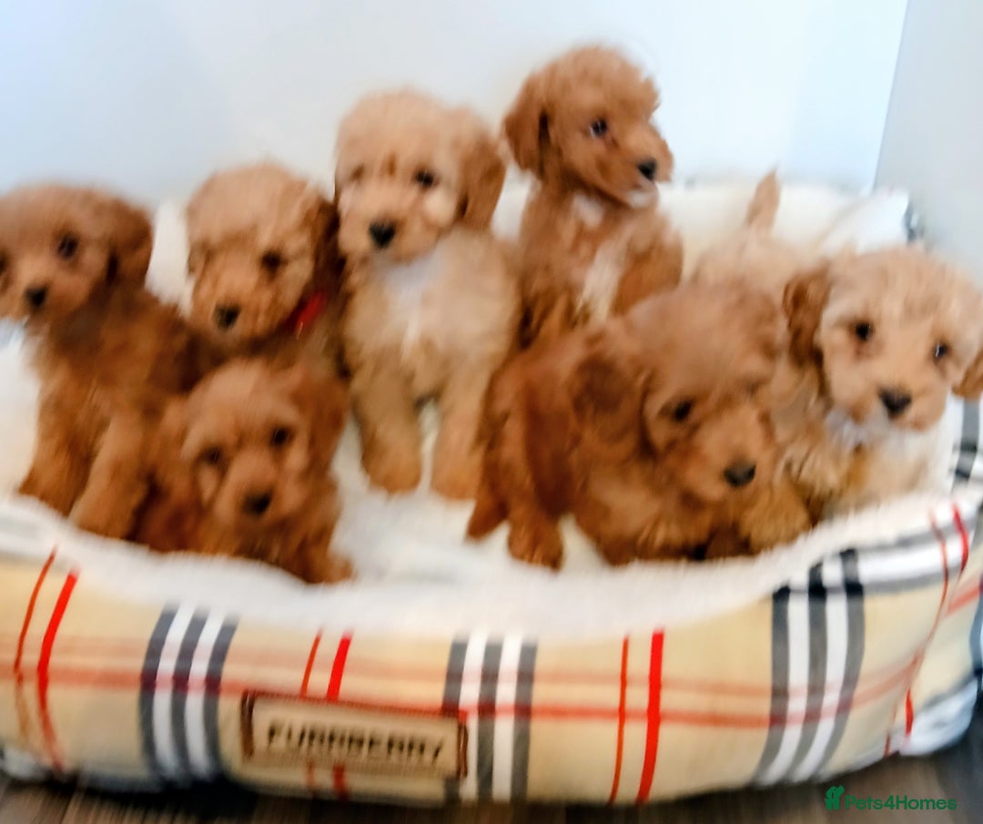 Cockapoo dogs for sale: Adorable F1B red cockapoo puppies  - Image 31