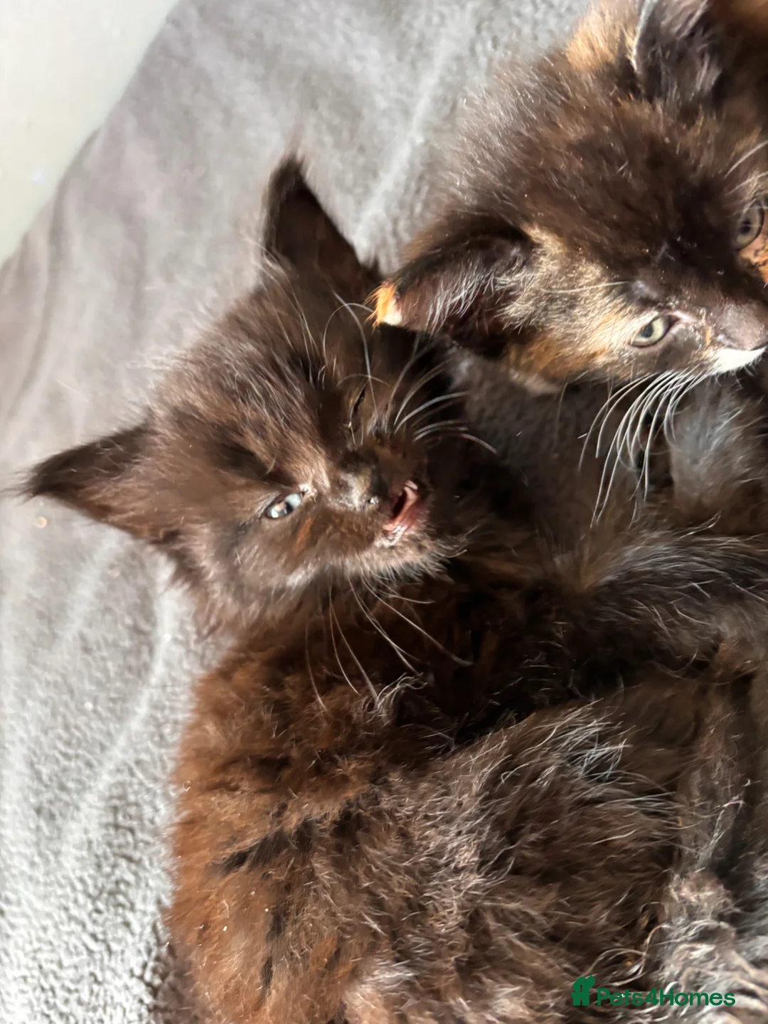 Mixed Breed cats for sale: Beautiful Fluffy Kittens - Advert 11