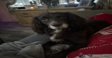 Cockapoo dogs - Advert 3