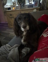 Cockapoo dogs - Advert 11