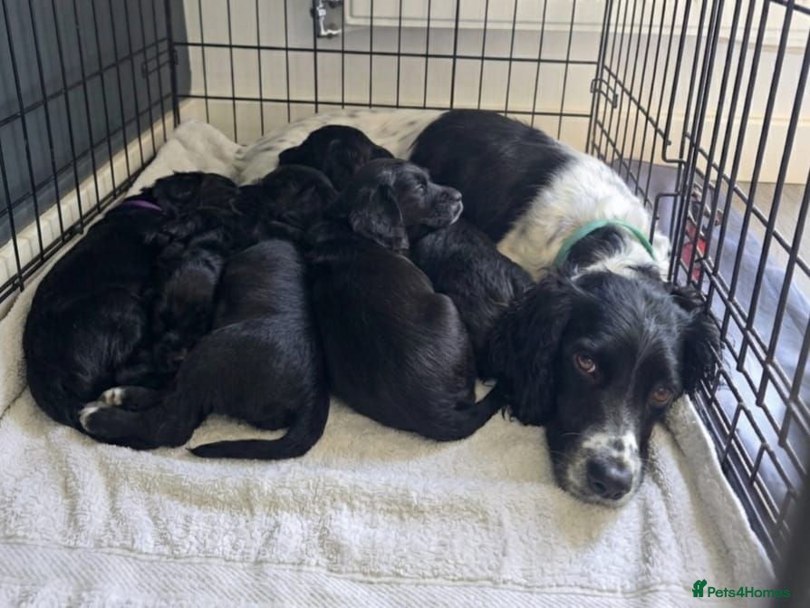 Sprocker dogs Sprocker Spaniel Puppies - Advert 1
