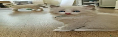 Ragdoll 3
