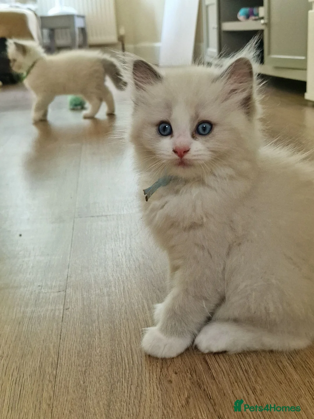 Ragdoll cats for sale: Ragdoll  kitten  - Advert 2