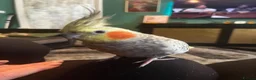 Cockatiels birds for sale: Male and female cockatiel  - Advert 14
