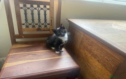 Mixed Breed cats for sale: Beautiful Black jand White female for sale  - Image 3