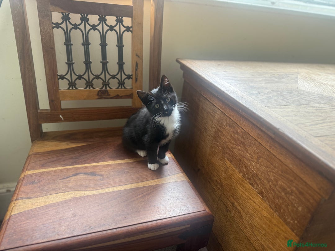 Mixed Breed cats for sale: Beautiful Black jand White female for sale  - Image 3