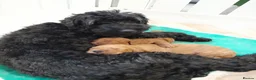 Cockapoo dogs for sale: Stunning Cockapoo Puppies  - Advert 4