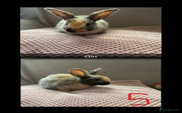 Mixed Breed rabbits for sale: Gorgeous baby bunnys - Image 5