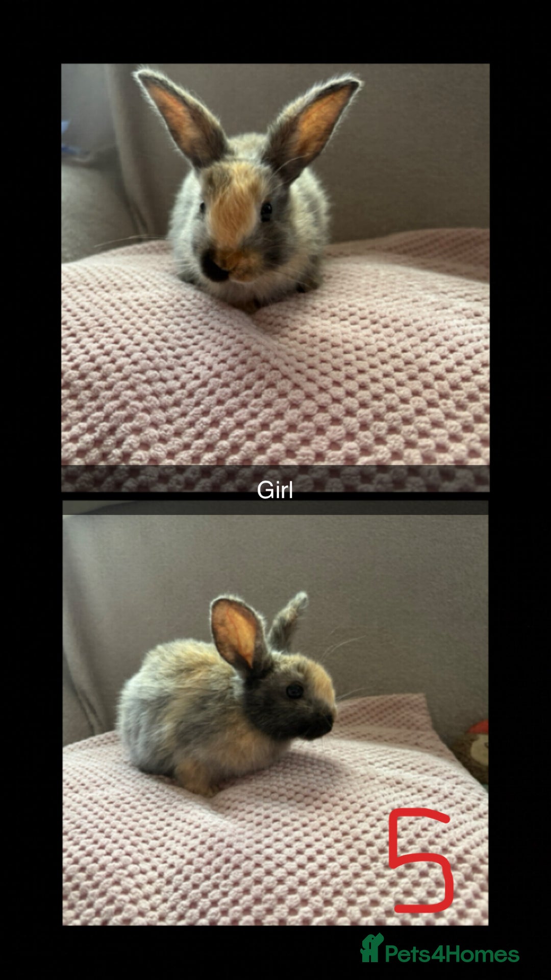 Mixed Breed rabbits for sale: Gorgeous baby bunnys - Image 5