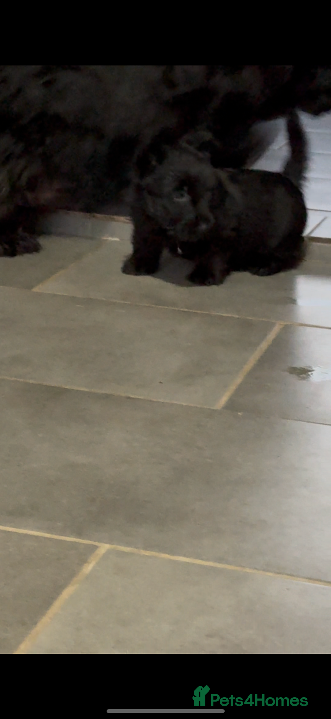 Scottish Terrier dogs for sale: Gorgeous Scottish terrier puppies - Image 7