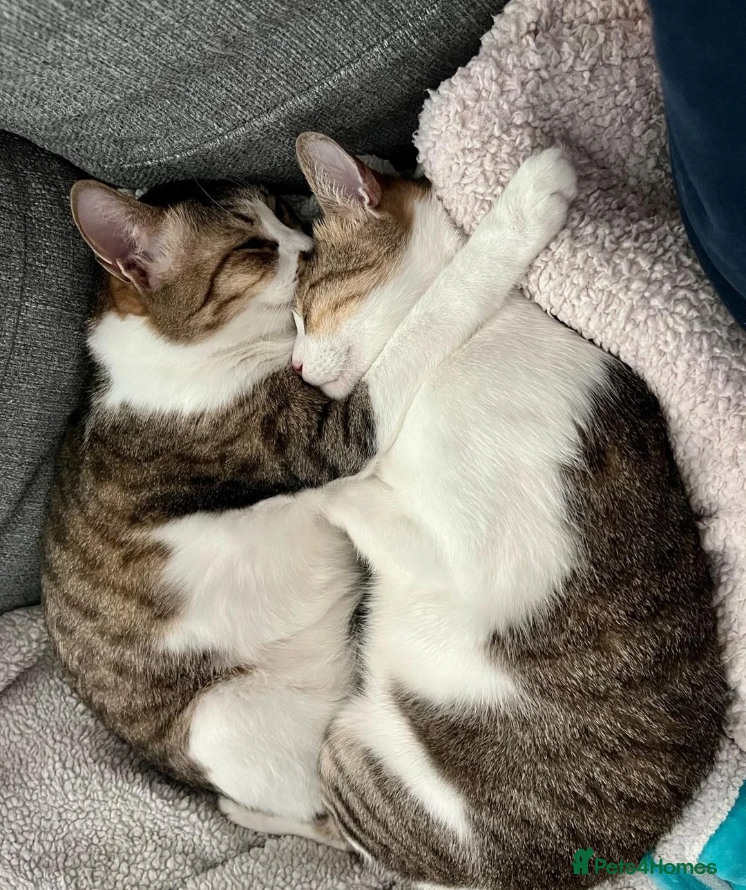 Mixed Breed cats for adoption: [Indoors Only] Lex & Luthor - Adorable Brothers! - Advert 1