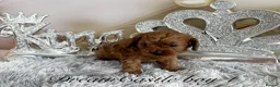 Cavapoo dogs for sale: Asian teddy poodle dad tiny Cavapoo puppies - Advert 13