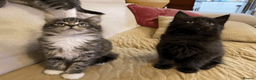 Maine Coon cats for sale: Maine Coon Absolutely Beautiful Kittens For Sale  in London - Advert 13