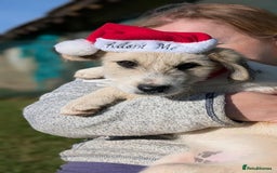 Mixed Breed dogs for adoption: Pumpkin for adoption - Advert 4