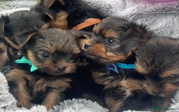 Yorkshire Terrier dogs for sale: Miniature Yorkshire terrier - Image 10