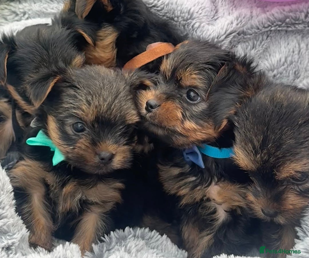 Yorkshire Terrier dogs for sale: Miniature Yorkshire terrier - Image 10