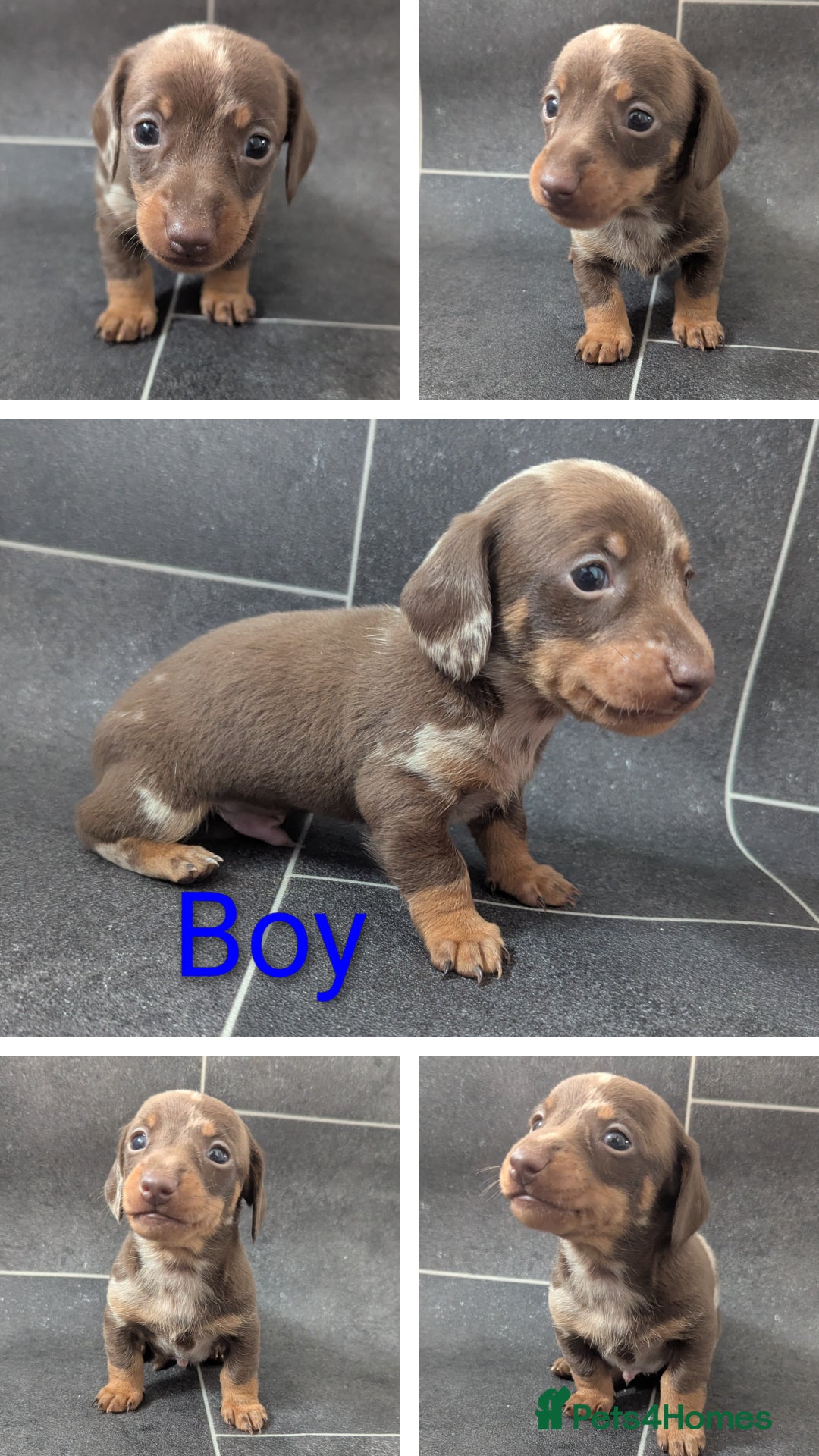 Miniature Dachshund dogs for sale: Beautiful mixture of chocolate and cream mini's - Image 5