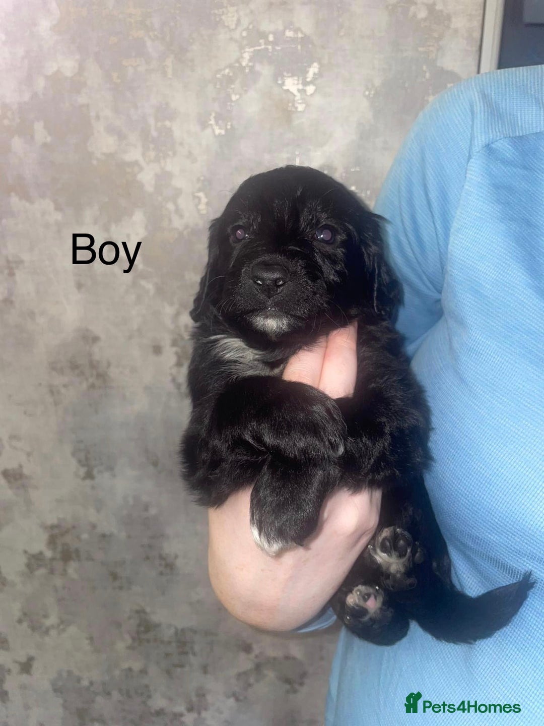 Mixed Breed dogs for sale: Shepard x spaniel puppies - Image 5