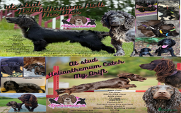 Cocker Spaniel dogs for stud: Working cocker at studs in Ashford - Image 2