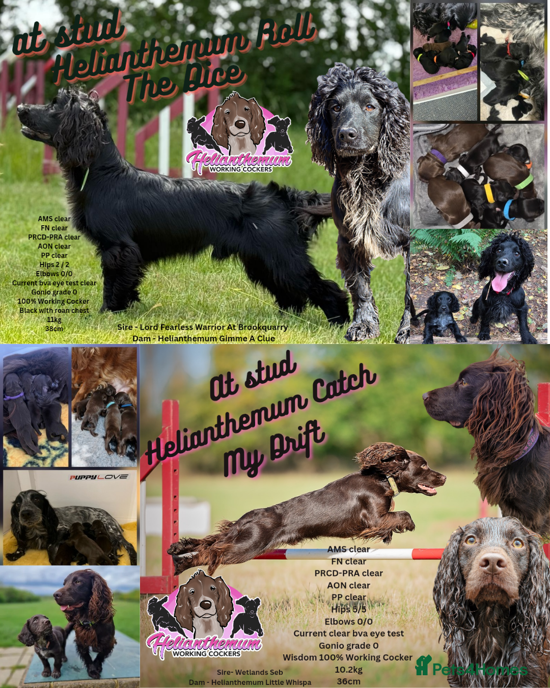 Cocker Spaniel dogs for stud: Working cocker at studs in Ashford - Image 2