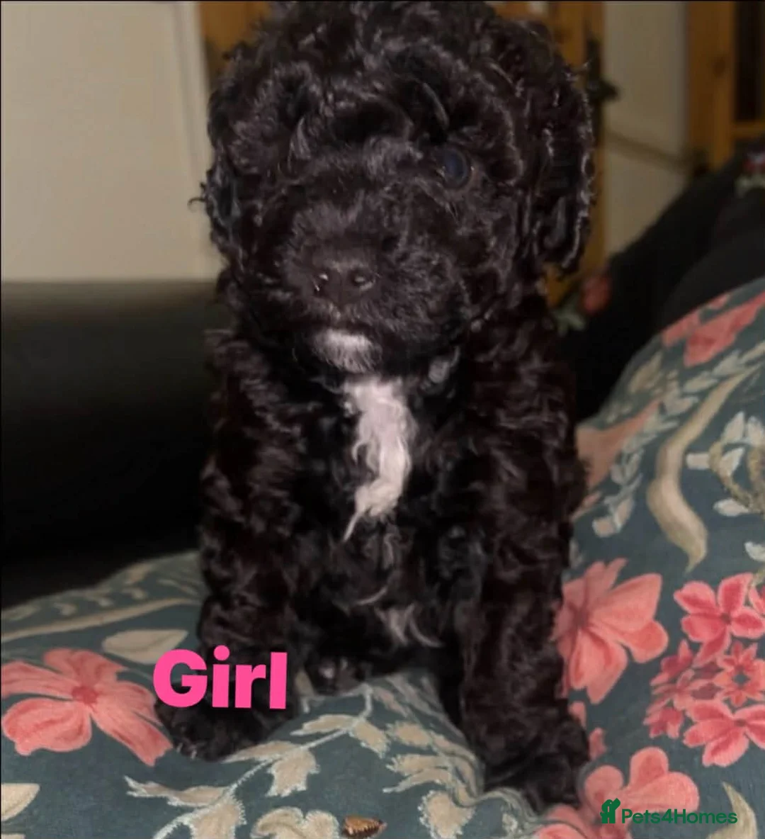 Jackapoo dogs for sale: Adorable Jackapoo Puppies  - Advert 2