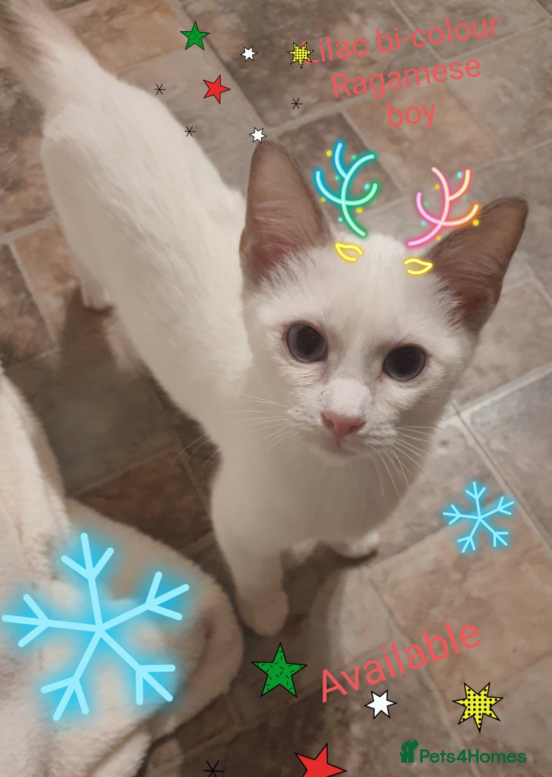 Ragamese cats for sale: Beautiful Ragamese Kittens  - Advert 27