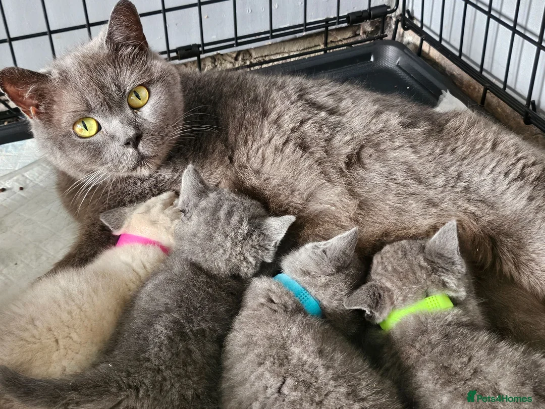 British Shorthair cats for sale: 5 pedigree British blue shorthairs kittens  - Advert 7