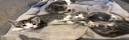 Mixed Breed cats for sale: 2 Gorgeous Male Kittens - Advert 6