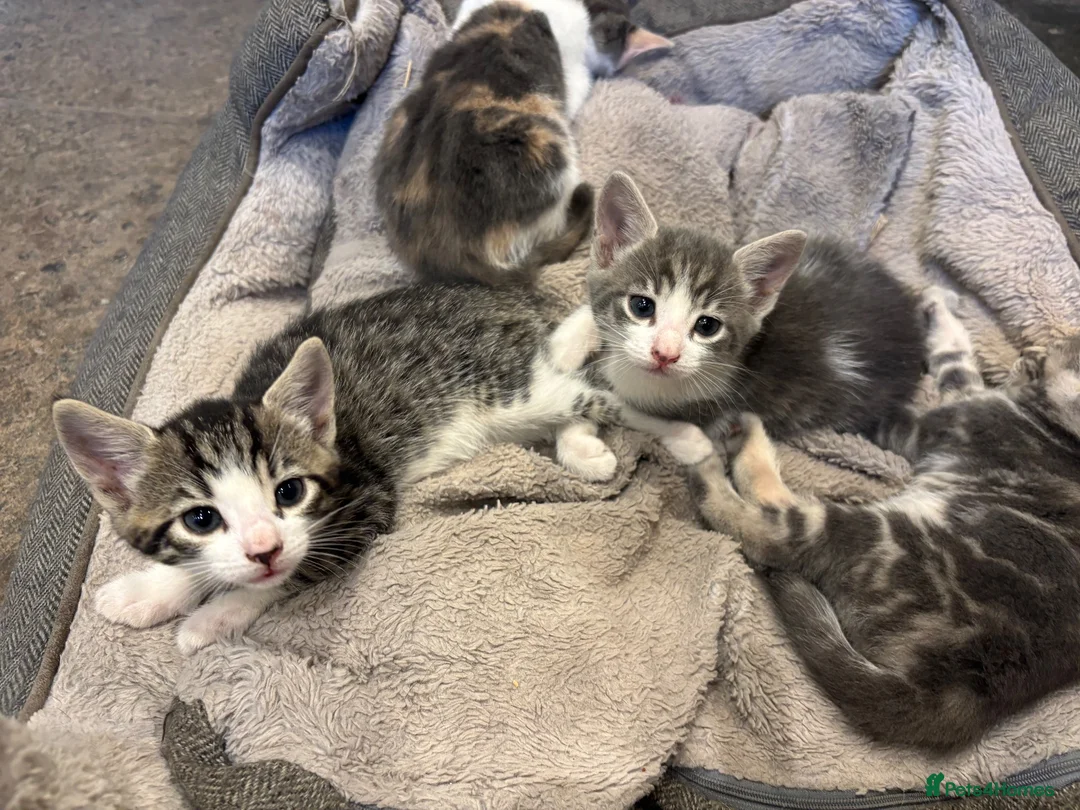 Mixed Breed cats for sale: 2 Gorgeous Male Kittens - Advert 6