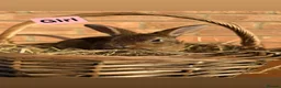 Rex rabbits for sale: 🐰Beautiful Standard Rex Rabbits🐰 - Advert 4