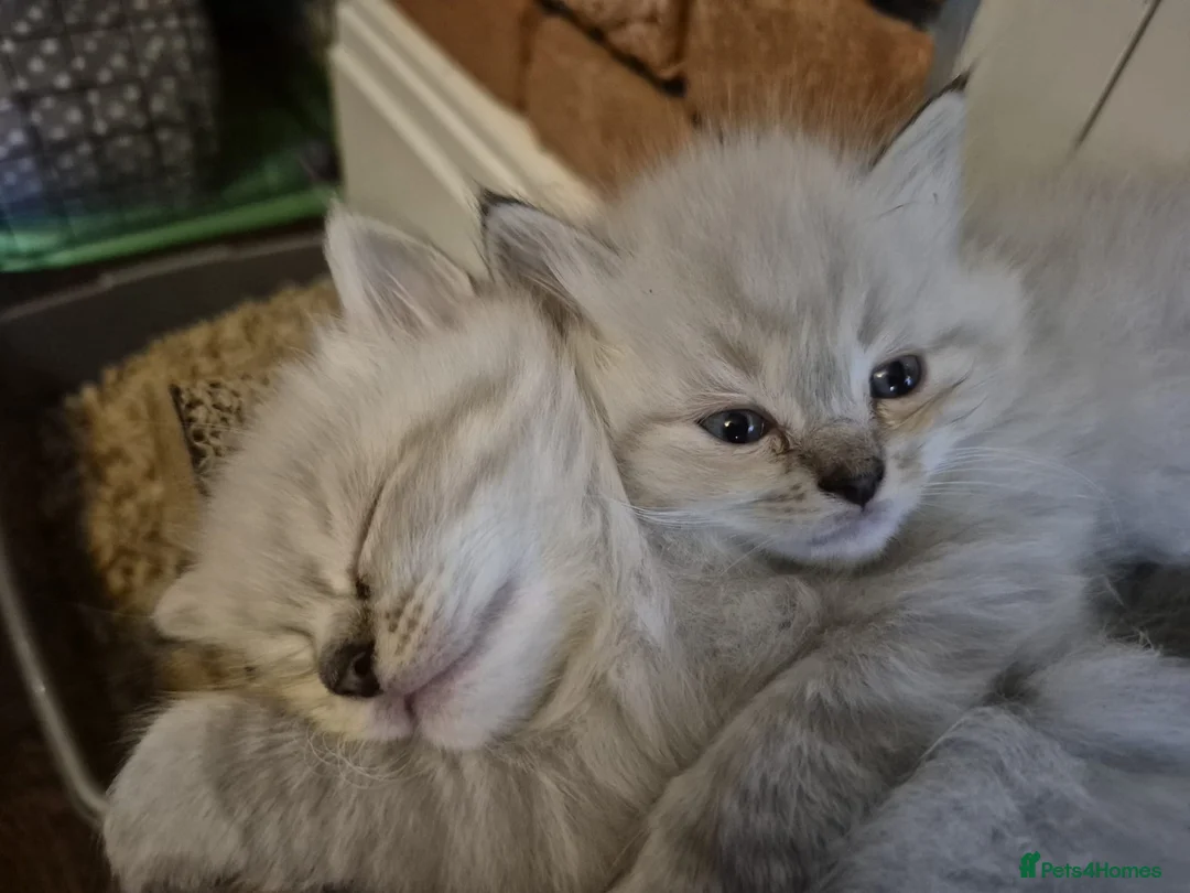 Ragdoll cats for stud: Ragdoll for stud  in Goole - Advert 19