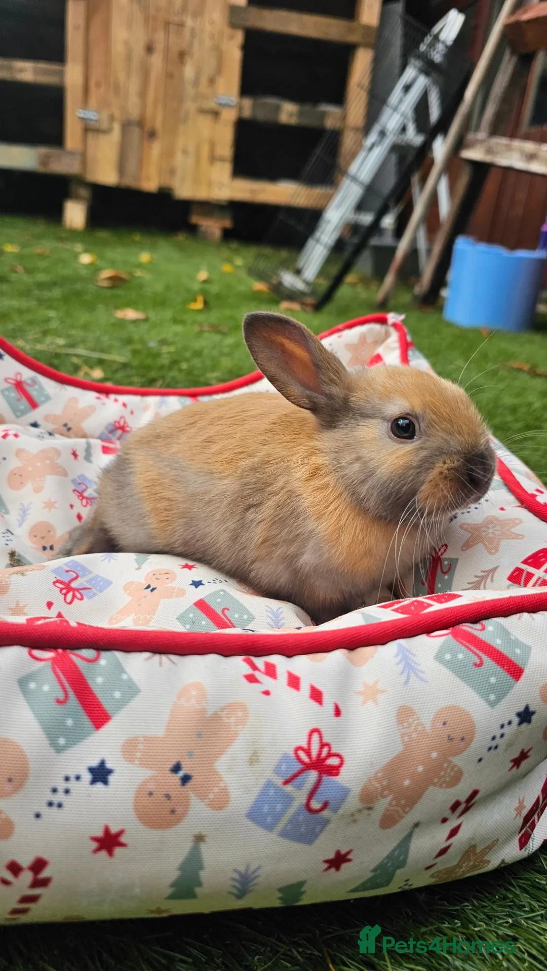 Netherland Dwarf rabbits for sale: Baby Rabbits for Sale – Beautiful Colours 🐰❤️ - Advert 24