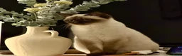 British Shorthair cats for sale: Beautiful chocolate colourpoint girl - Advert 4