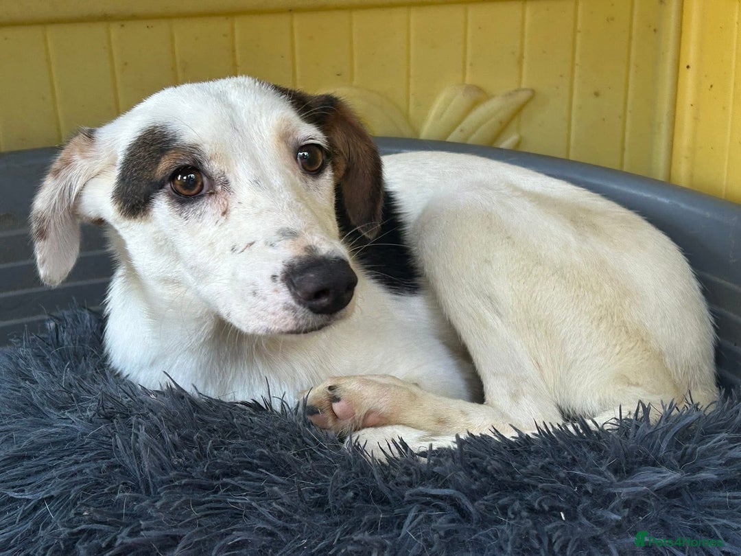 Mixed Breed dogs for adoption: Clover - Fakenham Norfolk   - Image 4