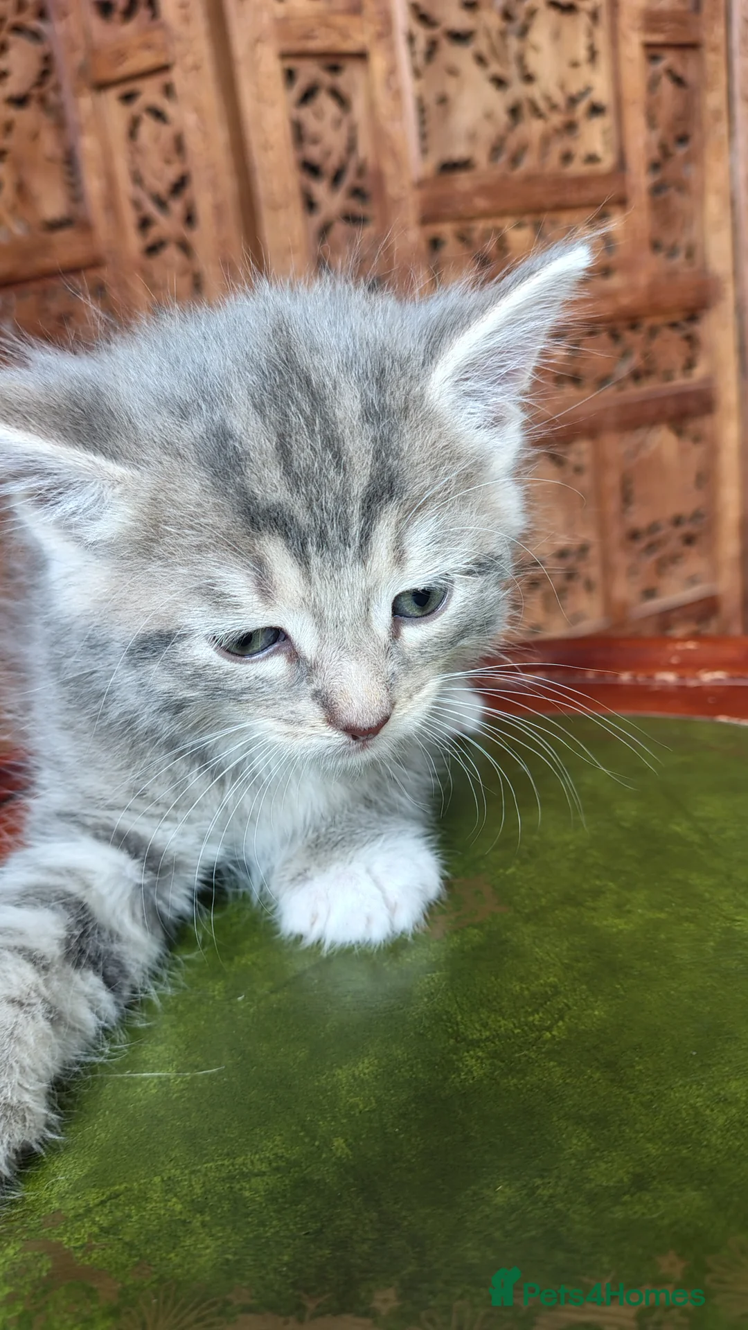 Siberian cats for sale: Cute mixed Siberian kittens in Dagenham - Advert 16
