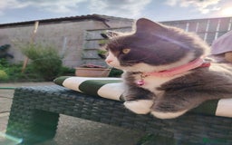 British Longhair cats for sale: British longhair female for sale - Image 3