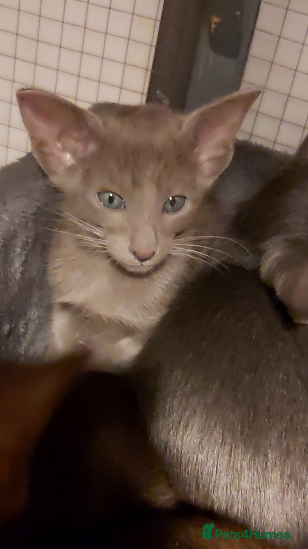 Oriental cats for sale: Full Pedigree Oriental 1 Kitten XL size ears GCCF - Advert 10