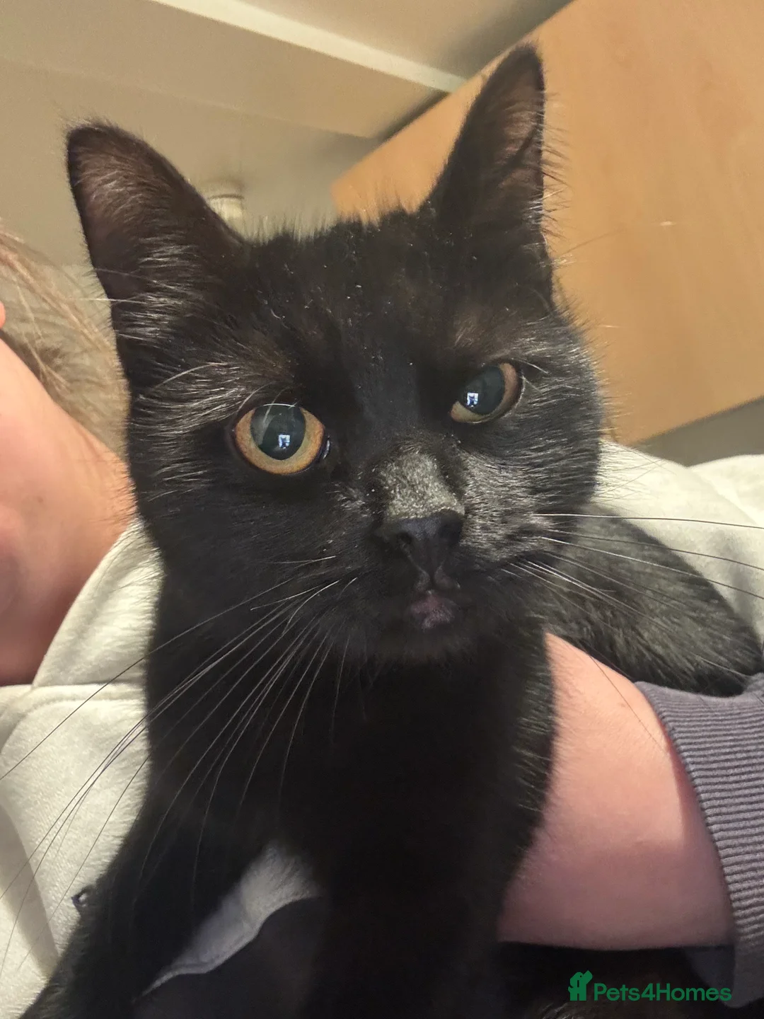 Mixed Breed cats for sale: Free to a loving home , two female cats  - Advert 2