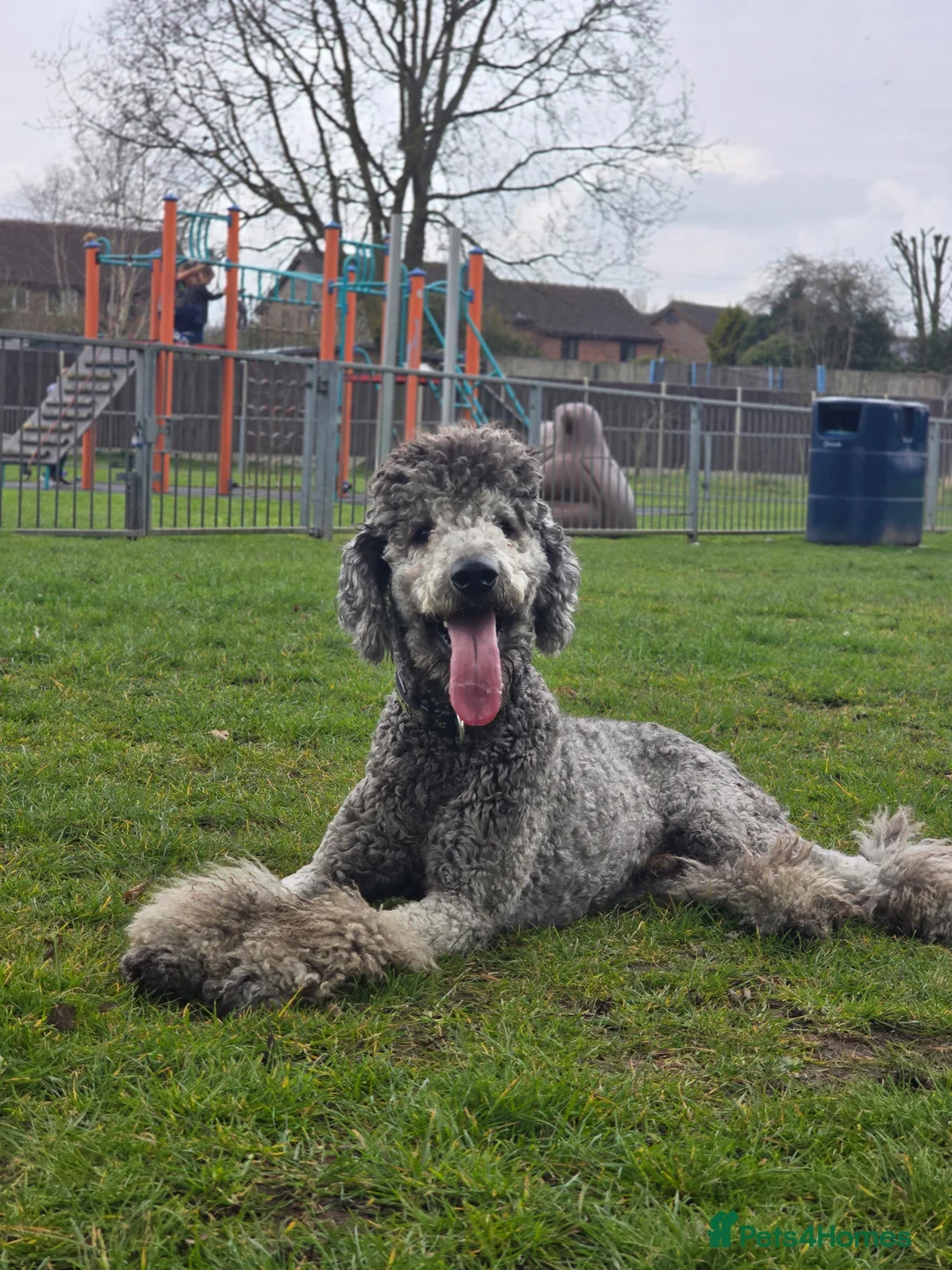 Standard Poodle dogs for stud: KC silver standard poodle for stud !  in Boston - Advert 5