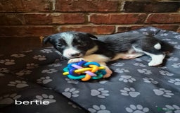 Border Collie dogs for sale: Border collie puppies ready 15th december - Advert 2