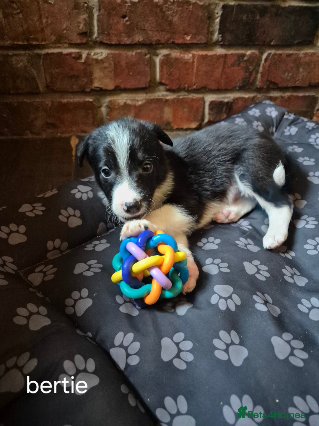 Border Collie dogs for sale: Border collie puppies ready 15th december - Advert 2